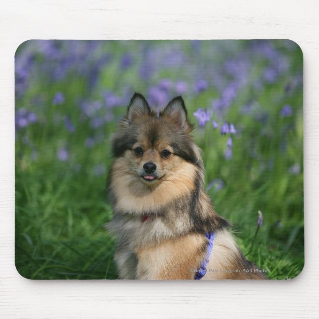 Tapis De Souris Pomeranian dans l'herbe (Devant)