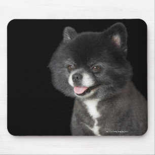 Tapis De Souris Pomeranian noir regardant vers la gauche