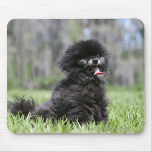 Tapis De Souris Pomeranian supérieur noir