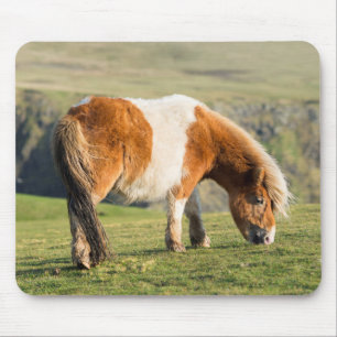 Tapis De Souris Poney Shetland dans un pâturage près de hautes fal