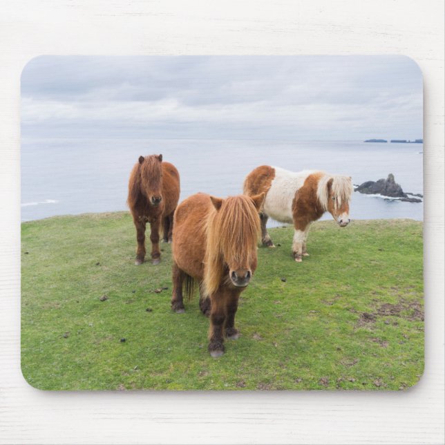 Tapis De Souris Poney Shetland sur le pâturage près de hautes fala (Devant)