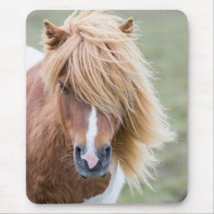 Tapis De Souris Poney Shetland sur l'île d'Unst