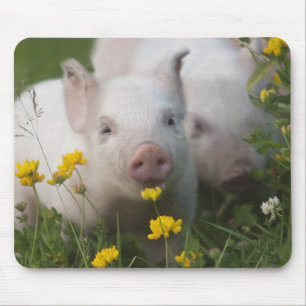 Tapis De Souris Porcelet blanc entouré par les fleurs jaunes