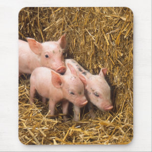 Tapis De Souris Porcelets