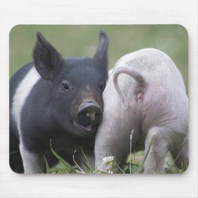 Tapis De Souris Porcs de bébé de Twp ; Porcelets mignons dans le (Devant)