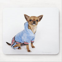 Portrait bizarre d'une Teacup Chihuahua 2