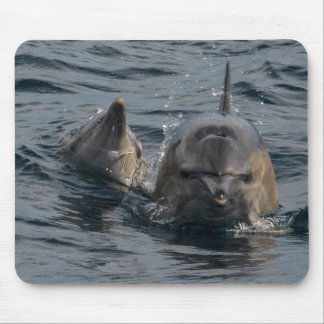 Tapis De Souris Portrait de Dolphins Close-up, Tasmania, Australie