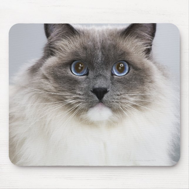 Tapis De Souris Portrait de Ragdoll (Devant)