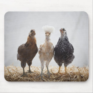 Tapis De Souris Portrait de trois poulets d'animaux de compagnie v