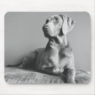 Tapis De Souris Portrait de Weimaraner
