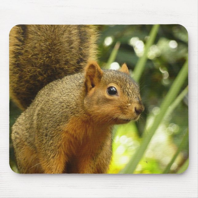 Tapis De Souris Portrait d'un écureuil Nature Animal Photographie (Devant)