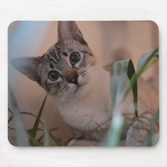 Tapis De Souris Portrait photo de chat (Devant)