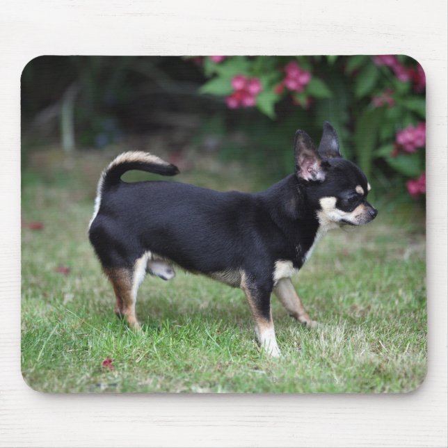 Tapis De Souris Position aux cheveux courts de chiwawa (Devant)