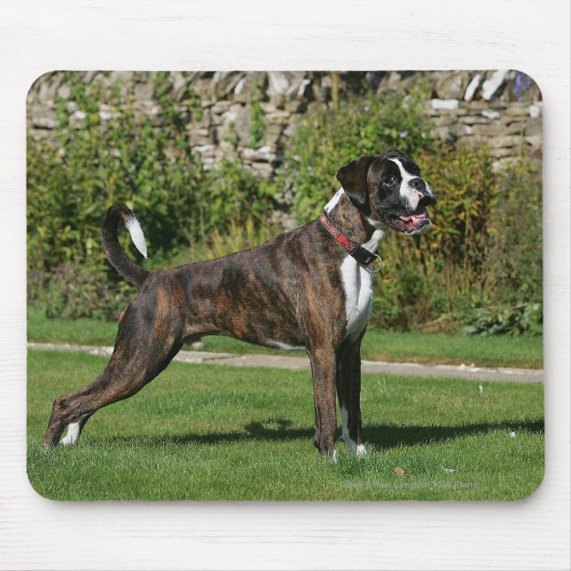 Tapis De Souris Position Brindle d'exposition canine de boxeur (Devant)