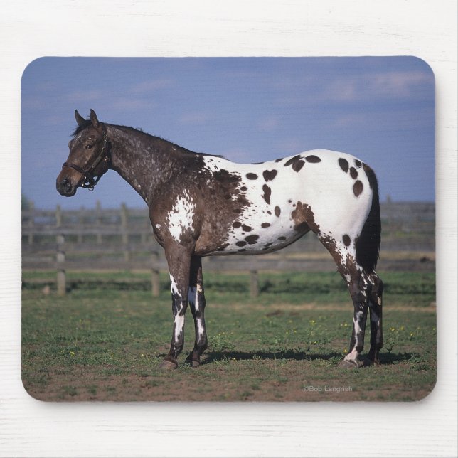 Tapis De Souris Position de cheval d'Appaloosa (Devant)
