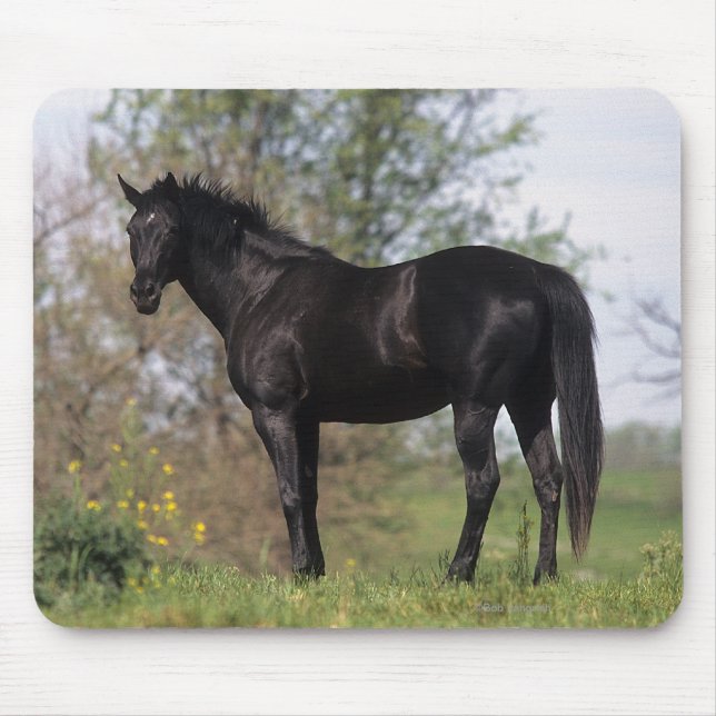 Tapis De Souris Position de cheval de pur sang (Devant)