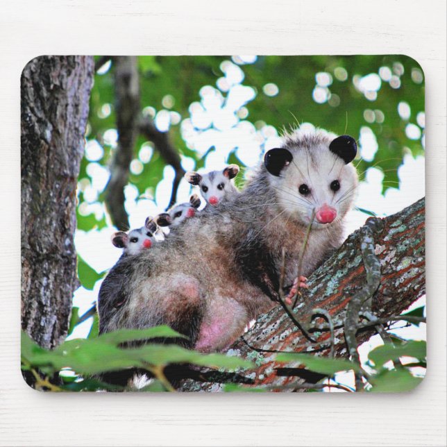 Tapis De Souris Possum, maman et bébés (Devant)