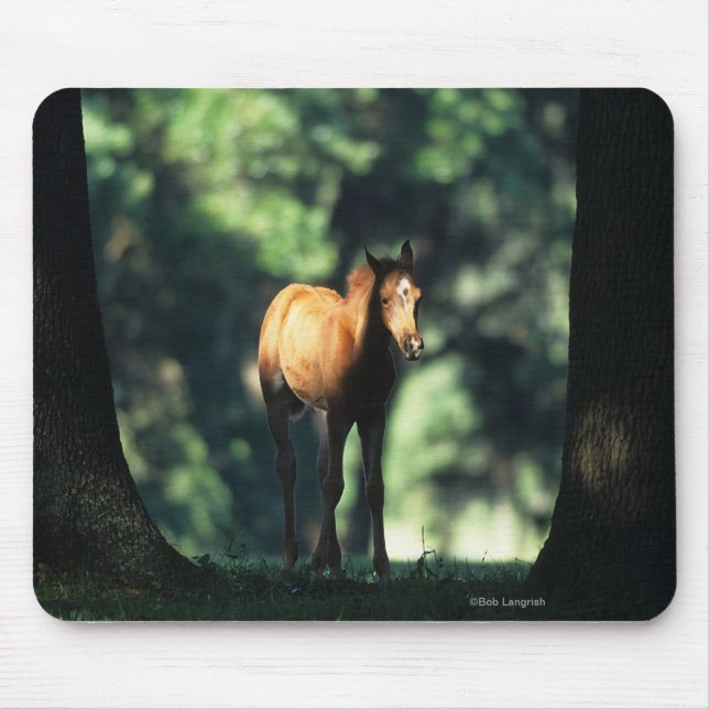 Tapis De Souris Poulain arabe dans les arbres (Devant)