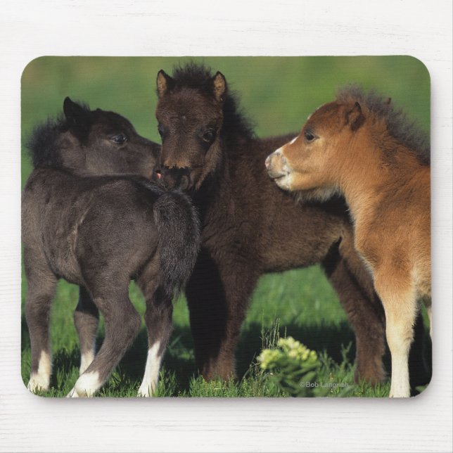 Tapis De Souris Poulains 1 de miniature (Devant)