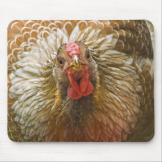 Tapis De Souris Poule lacée d'or de Wyandotte