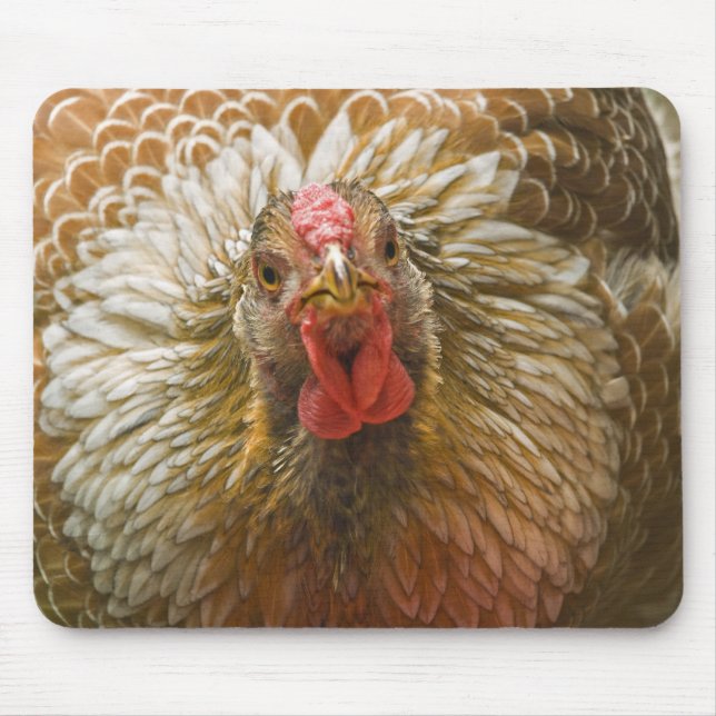Tapis De Souris Poule lacée d'or de Wyandotte (Devant)