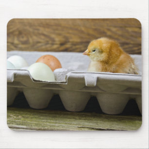 Tapis De Souris Poulette de bébé avec oeufs en boîte