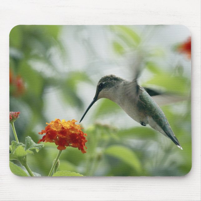 Tapis De Souris Pour attraper un colibri Mousepad (Devant)