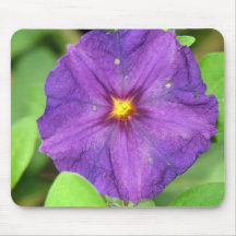 POURPRE