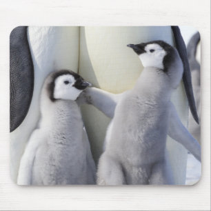 Tapis De Souris Poussin de pingouin d'empereur