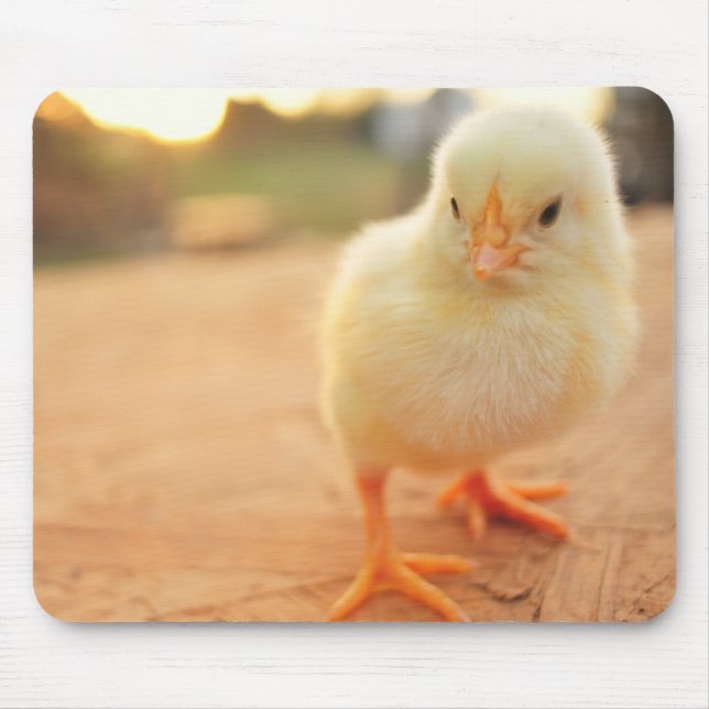 Tapis De Souris Poussins de bébé (Devant)