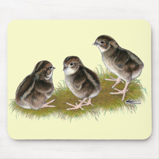 Tapis De Souris Poussins de caille Coturnix (Devant)