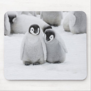 Tapis De Souris Poussins de manchots empereurs sur la glace en Ant