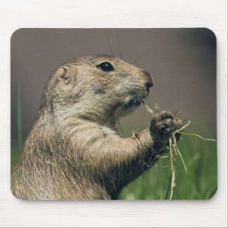 Tapis De Souris Prairie dog