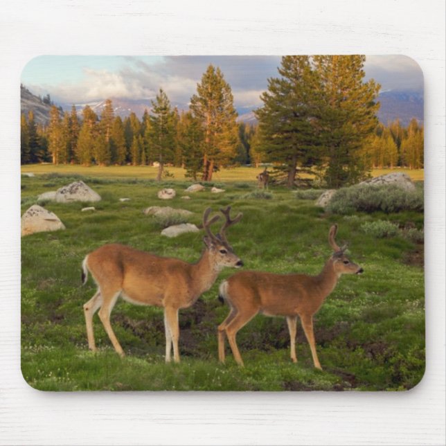 Tapis De Souris Pré de Tuolumne, Yosemite (Devant)