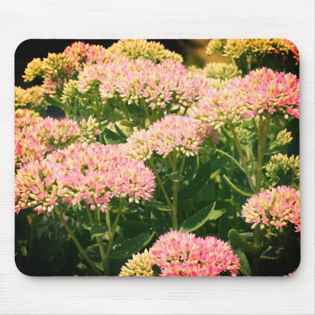 Tapis De Souris Presque Sedum Flower (Devant)