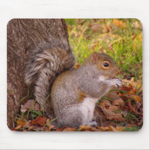 Tapis De Souris Protection de Mosue d'écureuil