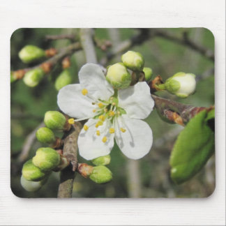 Tapis De Souris Prunellier
