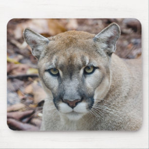 Tapis De Souris Puma, lion de montagne, panthère de Floride, Puma