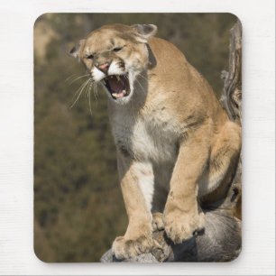 Tapis De Souris Puma ou lion de montagne, puma concolor, En captiv