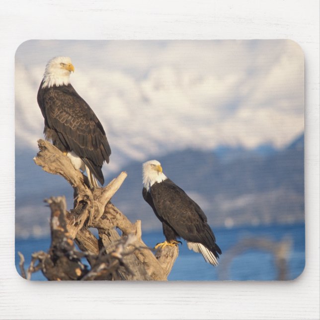 Tapis De Souris pygargue à tête blanche, Haliaeetus leuccocephalus (Devant)