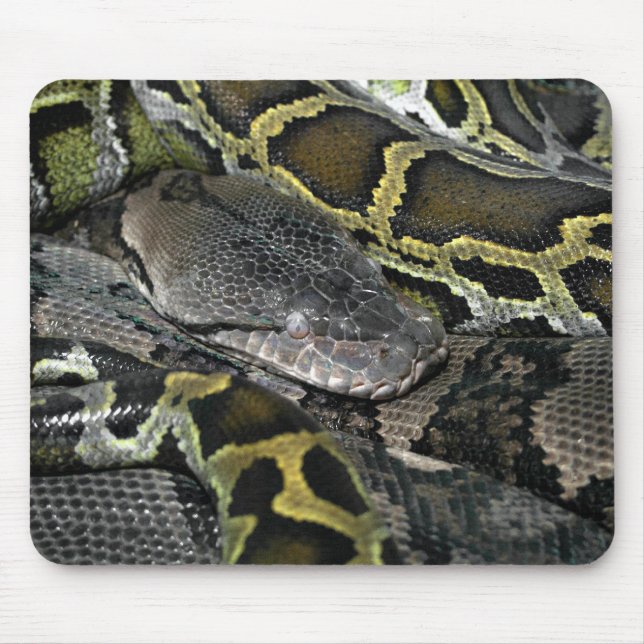 Tapis De Souris Python molurus bivittatus (Devant)
