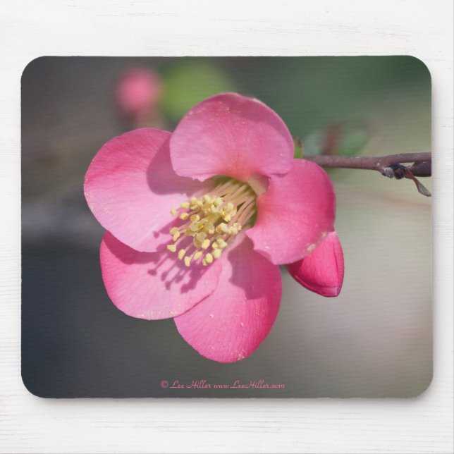 Tapis De Souris Quince à fleurs roses parfaite (Devant)