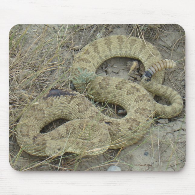 Tapis De Souris R20 serpent à sonnette des prairies blessé (Devant)