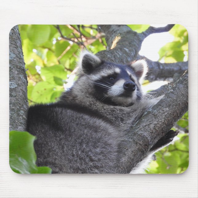 Tapis De Souris Raccoon pensif dans un arbre (Devant)