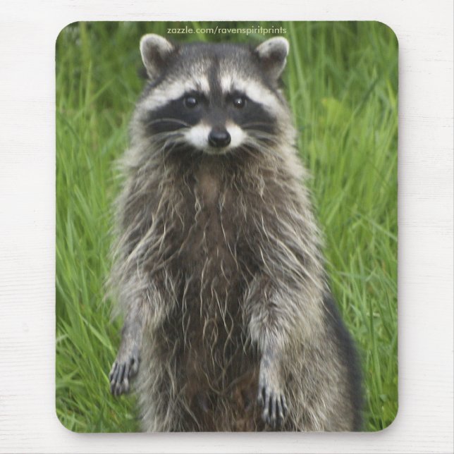 Tapis De Souris RACCOON WILDLIFE Mousepties (Devant)