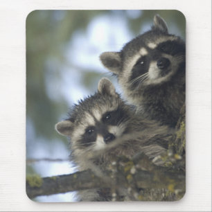Tapis De Souris Raccoons Procyon Lotor) de Fish Lake, Central