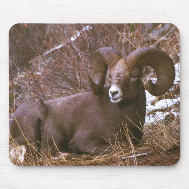 Tapis De Souris RAM de Bighorn (Devant)