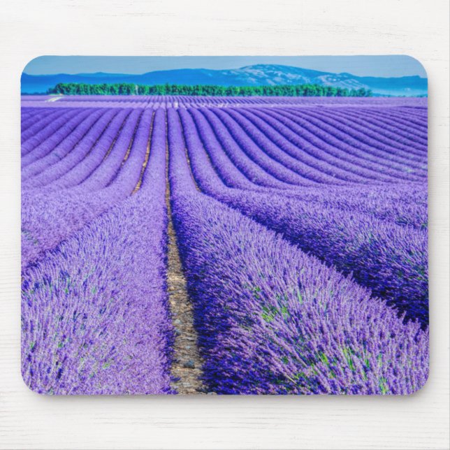 Tapis De Souris Rangées de Lavande, Provence, France (Devant)