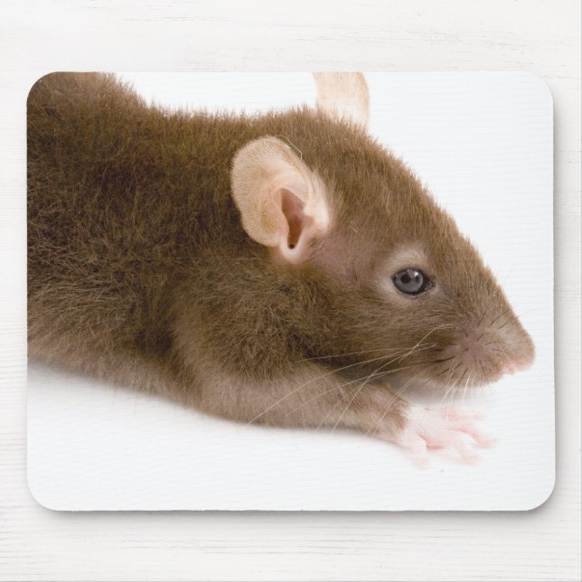 Tapis De Souris Rat Brown (Devant)