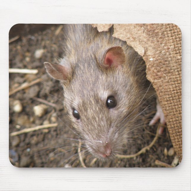 Tapis De Souris Rat Cheeky Mousepad (Devant)